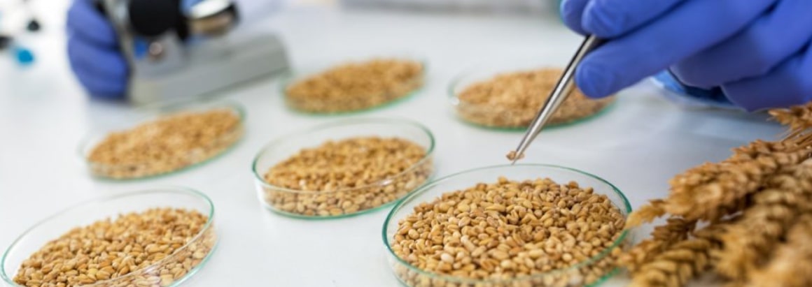 cereals and pulses testing